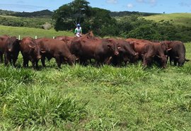 Fazenda Mangabeira oferta santa gertrudis com linhagem exclusiva