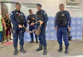 Cobra de 2 metros é encontrada dentro de escola no interior de Alagoas