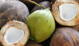 Nova indústria de coco chega a Alagoas com investimentos de R$ 15 mi