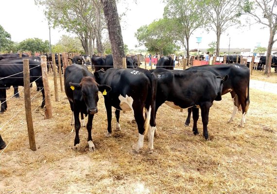 3º Genética Paulo Amaral tem inicio com bons resultados de vendas