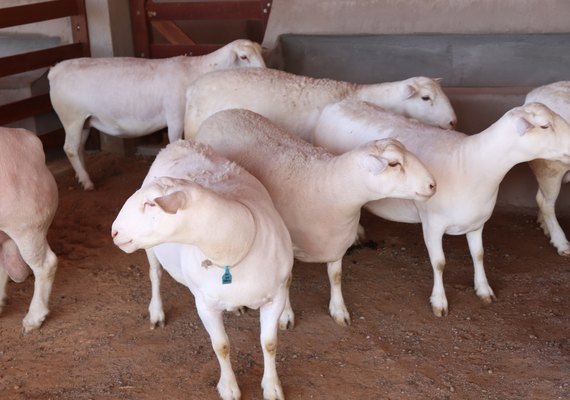 3º Leilão Pé na Areia promove Edição Selection na Expoagro/AL