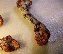 Fóssil revela animal de 240 milhões de anos que viveu antes dos dinossauros