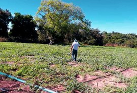 Sebrae auxilia pequenos produtores em AL com o programa Agronordeste