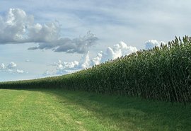 Novo sorgo forrageiro gigante chega ao mercado com alta produtividade e qualidade