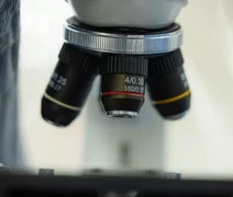 Pesquisadores investigam reaparecimento de vírus sabiá