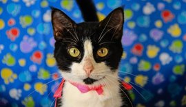 Feira de Adoção da Prefeitura de Maceió leva cães e gatos para Rua Aberta no domingo (24)