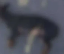 Filho leva cachorro morto por cabo de vassoura à polícia e denuncia o pai