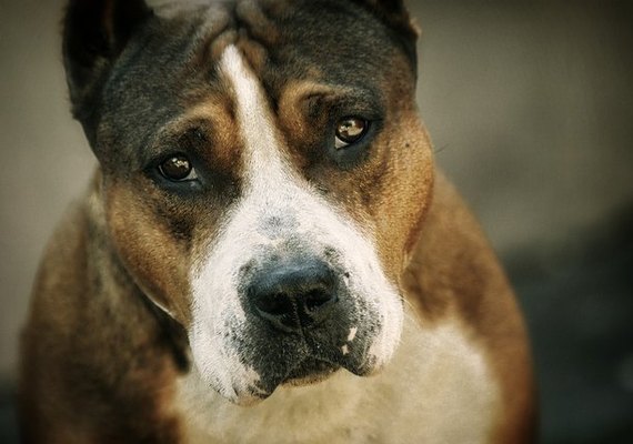 Pitbull ataca duas mulheres dentro de casa e é morto após surto