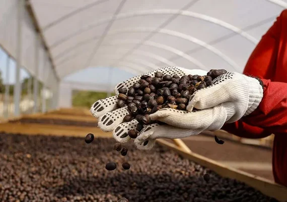 Cooperativismo lidera discussões sobre produção sustentável de café no país