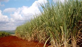 Climas de seca e geada impactam a produção de cana de açúcar no Brasil, mercado fecha em alta