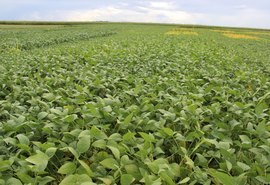 Usina investe no plantio consorciado de soja com cana