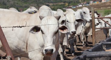 Reportagem sobre confinamento coletivo de bovinos da Pindorama bomba nas redes sociais