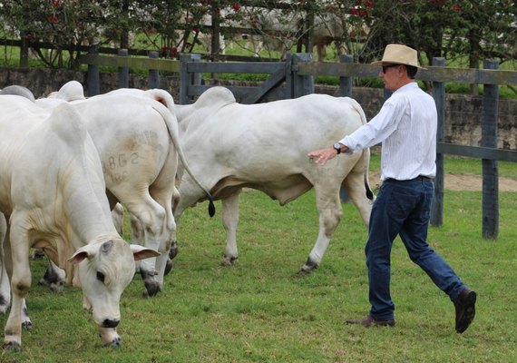 Rebanho IBC está preparado para abastecer pecuária nacional