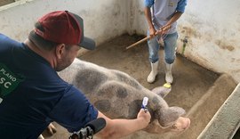 CNA defende ações estruturantes para erradicação da Peste Suína Clássica