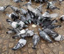 Pesquisa sugere que aves urbanas têm medo de mulheres