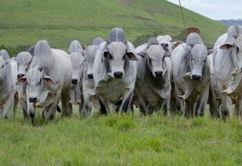 Leilão Nelore Positivo ofertará 500 animais durante a Expoagro Alagoas