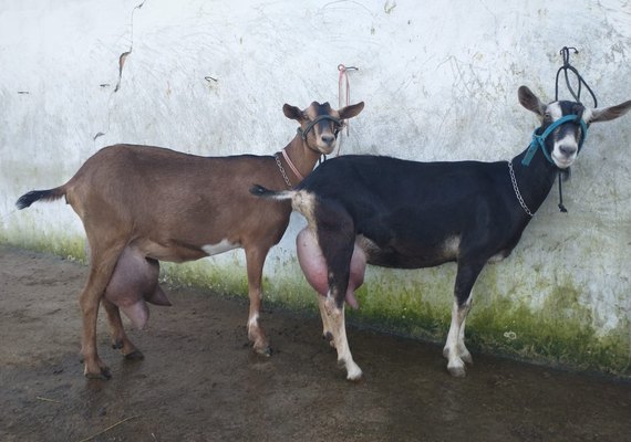Expoalagoas Genética receberá Torneio Leiteiro Caprino da Agricultura Familiar