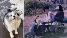 Cão com 1,5MI de seguidores é sequestrado e abatido em restaurante na China