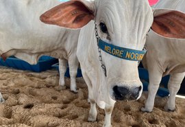 Animais da Expoalagoas Genética começam a chegar no Parque da Pecuária