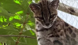 Pesquisador brasileiro descobre nova espécie de felino selvagem na Bolívia