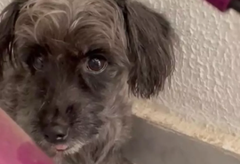 Começam a ser ouvidas testemunhas que presenciaram homem jogar cadela de prédio