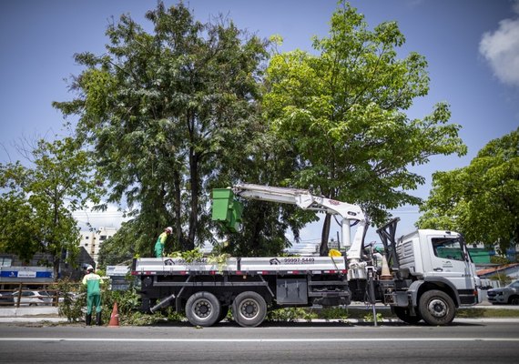 Alurb realiza mais de 2.800 podas e supressões de árvores em Maceió