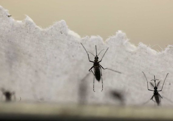 Com medo de coronavírus, Brasil tem alta de 71% em casos de dengue