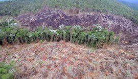 Desmate da mata atlântica é autorizado por presidente do Ibama