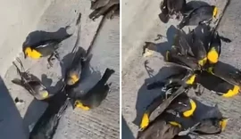 Centenas de pássaros caem do céu sobre rua e casas no México; veja vídeo