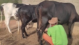 Em visita técnica, CPLA realiza teste CMT em vacas