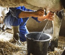 3 mil produtores serão privilegiados com unidade de beneficiamento de leite em Batalha