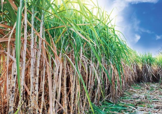 Região canavieira tem cinco meses seguidos com saldo positivo