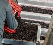 'Suicídio ecológico': mudanças climáticas alteram mapa agrícola mundial