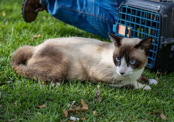Feira de Adoção leva cães e gatos para Rua Aberta no domingo (05)