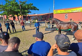 Expoagro: curso qualifica criadores para a apresentação e preparação do mangalarga marchador
