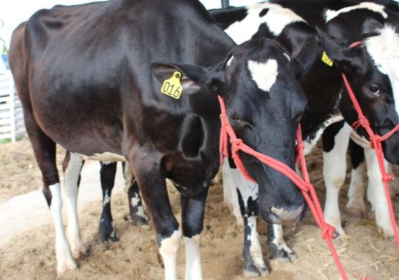 1º Pavilhão do Leite vai reunir gerações de criadores na Expo Bacia Leiteira