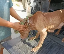 Homem é detido por maus-tratos a pit bull desnutrida e filhotes em Maceió