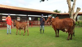 Agropecuária Pereira já está com tudo pronto para o 6º Genética de Berço