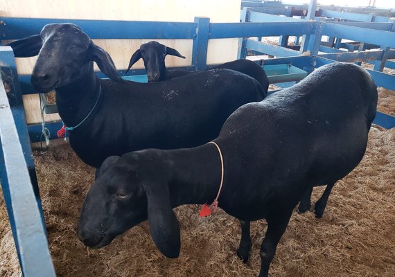 Pecuária recebe primeiros ovinos para a Expoagro 2021