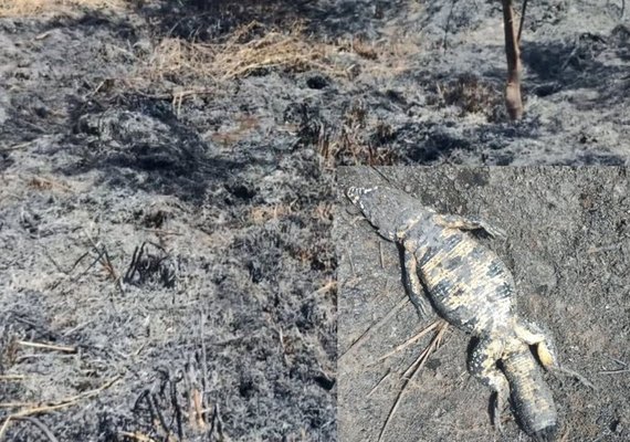 Incêndio criminoso provoca morte de jacarés e danos à Natureza em Arapiraca