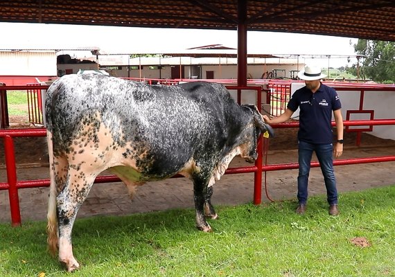 7º Leilão Genética de Berço oferta pacote completo para produção leiteira