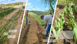 Projeto de flores temperadas avança com 60 mil mudas vendidas e R$ 100 mil em receita