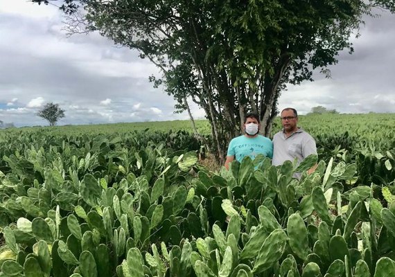 Presidente da CPLA conhece nova técnica de cultivo de palma