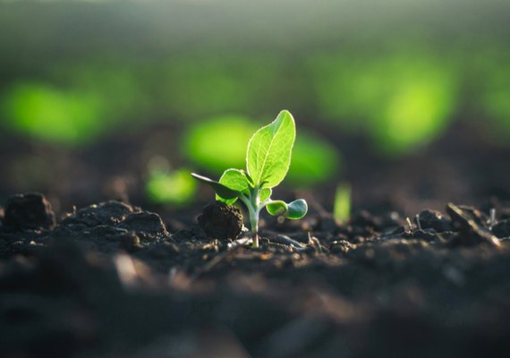 Nova lei impulsiona produção de bioinsumos no Brasil