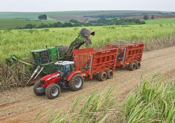 Safra de cana tem crescimento acumulado de 4,6%