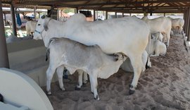 ACA reforça programação da Expoagro