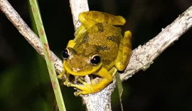 Pesquisa da UFPA identifica microplásticos em girinos da Amazônia