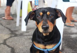 Cães e gatos são castrados em mais uma ação do Programa Castra Pet