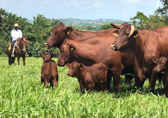 Leilão Fazenda Mangabeira registra vendas para seis estados
