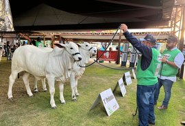 Julgamentos na Expoagro-AL destacam expertise genética e excelência dos rebanhos do Nordeste
